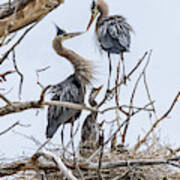 Great Blue Heron Rookery 4 Art Print