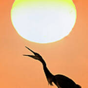 Great Blue Heron, Screeching, Sunset Art Print