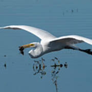 Great Egret Flying With Fish Art Print