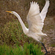 Great Egret Taking Flight Near Richardson Bay Art Print