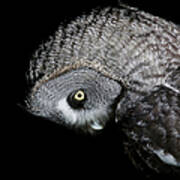 Great Grey Owl Strix Nebulosa, Close-up Art Print