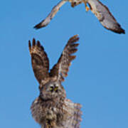 Great Grey Owl Vs Red-tailed Hawk Art Print