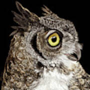 Great-horned Owl Art Print