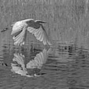 Great White Egret Bw 1 Art Print