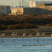 Greater Flamingo At Arillo River Art Print