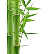 Green Bamboo Art Print