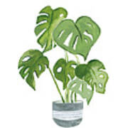 Green House Plants Ii Art Print