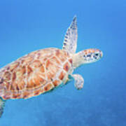 Green Sea Turtle Swimming Art Print
