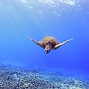 Green Sea Turtle Swims Art Print