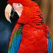 Green-winged Macaw Ara Chloroptera Art Print