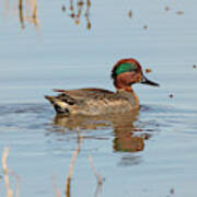 Green Winged Teal Swimming Art Print