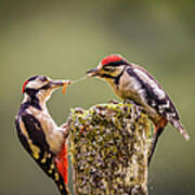 Greta Spotted Woodpecker Parent And Art Print