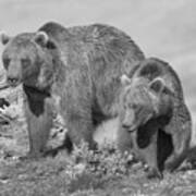 Grizzly Bear Mom With Yearling Cub Art Print