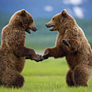 Grizzly Bears, Katmai National Park Art Print
