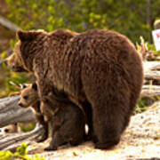 Grizzly Family At Roaring Mountain Art Print