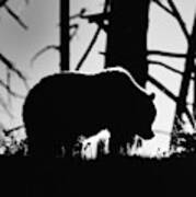 Grizzly Silhouette Art Print