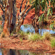 Gum Tree Reflection Art Print