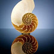 Half A Nautilus Shell In A Pool Of Water Art Print