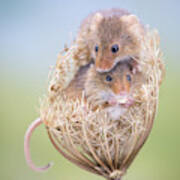 Harvest Mice Art Print