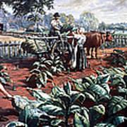 Harvesting Tobacco In Early Virginia Art Print