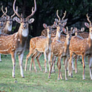 Herd Of Indian Spotted Deer Chital Art Print