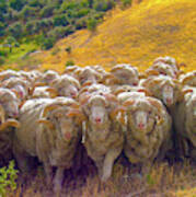 Herding Merino Sheep Art Print