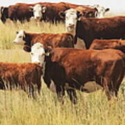 Hereford Cow Farm Pasture Livestock Art Print