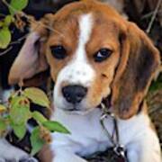 Hermine The Beagle Art Print