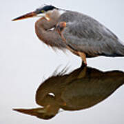 Heron Reflection Art Print