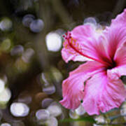 Hibiscus Flower Bloom Art Print