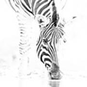 High Key Zebra Drinking Art Print