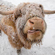Highland Cow Tasting Snow Art Print