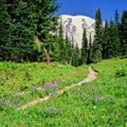 Hiking Trail And Summer Wildflowers Art Print