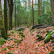 Hiking Trail In Autumn Art Print