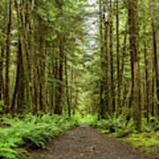 Hiking Trail, Olympic National Forest, Washington Art Print