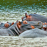 Hippo Bath Art Print