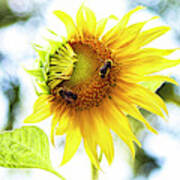Honey Bees On Sunflower Art Print