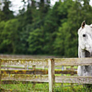 Horse In Field Looking Over Fence Art Print