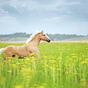 Horse Running In Field Art Print