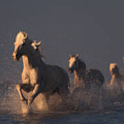 Horses In Sunset Light Art Print
