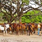 Horses Under Tree Art Print