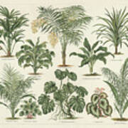 Houseplants, Lithograph, Published Art Print