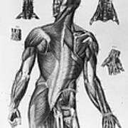 Human Musculature Art Print