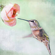 Hummingbird And Ranunculus Art Print