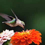 Hummingbird In Flight With Orange Zinnia Flower Art Print
