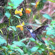 Hummingbird In The Jewelweed Art Print