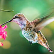 Hummingbird Ll Art Print