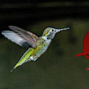 Hummingbird Small Colorful Iridescent Feathers Art Print