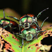 Hump Day Beetles Art Print