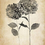 Hydrangea Blossom Flower Painting, Hydrangea Vintage Painting, Hydrangea Home Decor Art Print